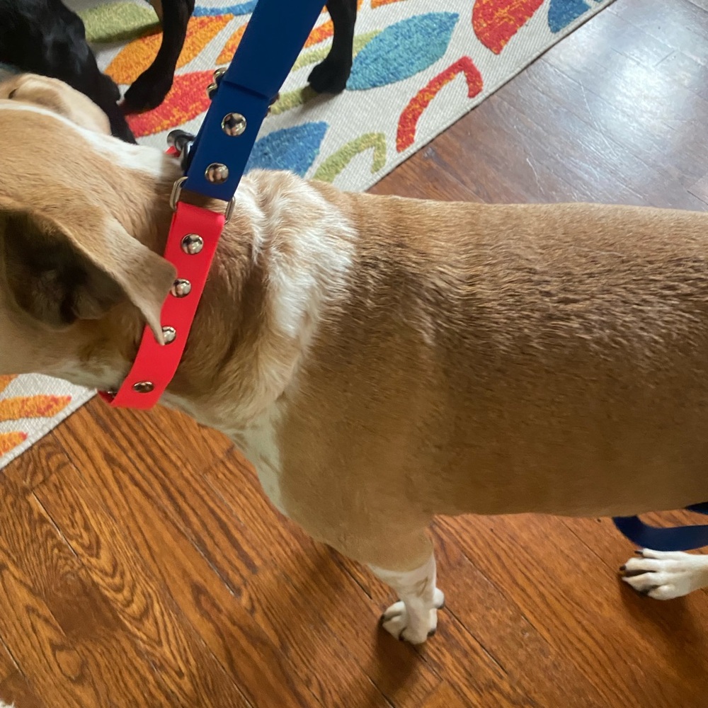 Prong Training Collar with attached leash